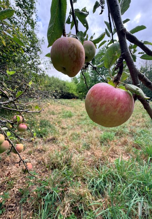 chateaux for sale France ile de france   - 23